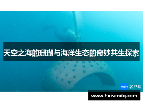 天空之海的珊瑚与海洋生态的奇妙共生探索